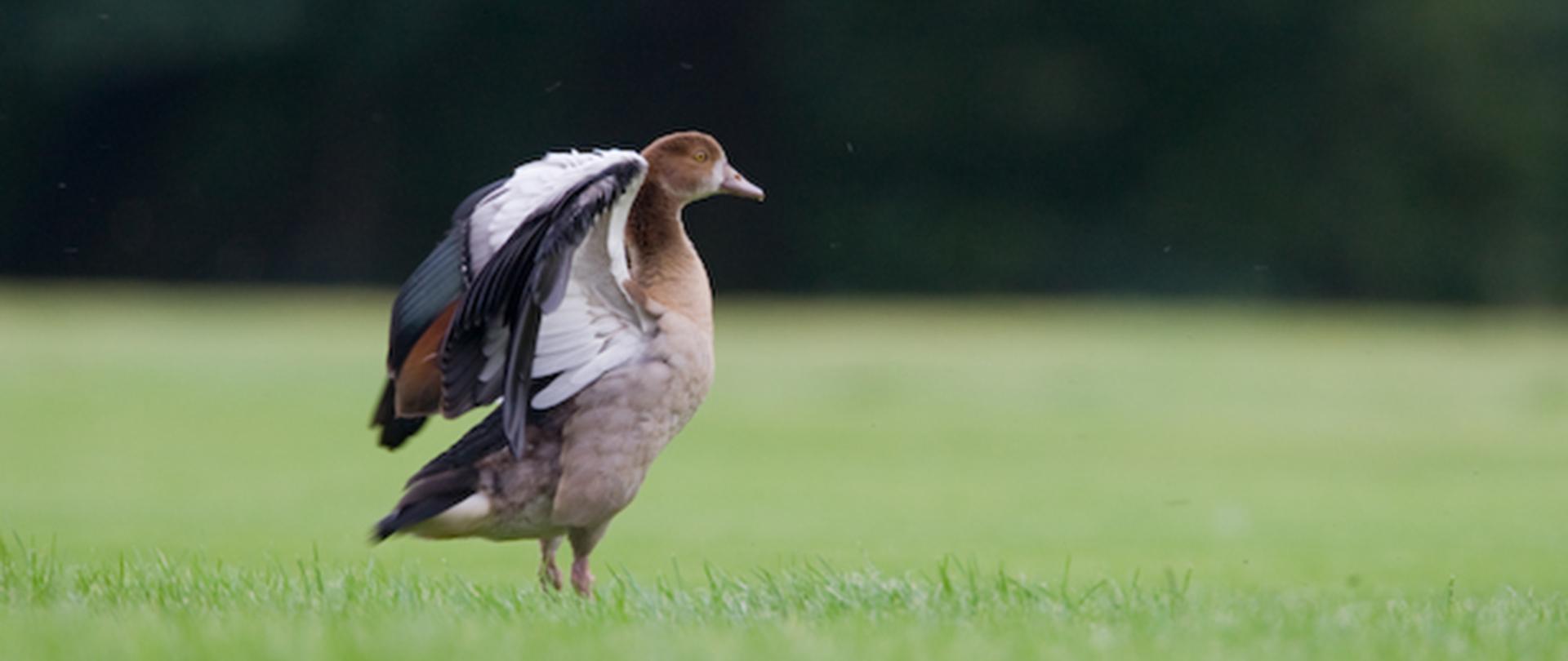 Po środku gęsiówka egipska rozkładająca skrzydła, stoi na zielonej trawie. W tle rozmyte ciemnozielone tło.