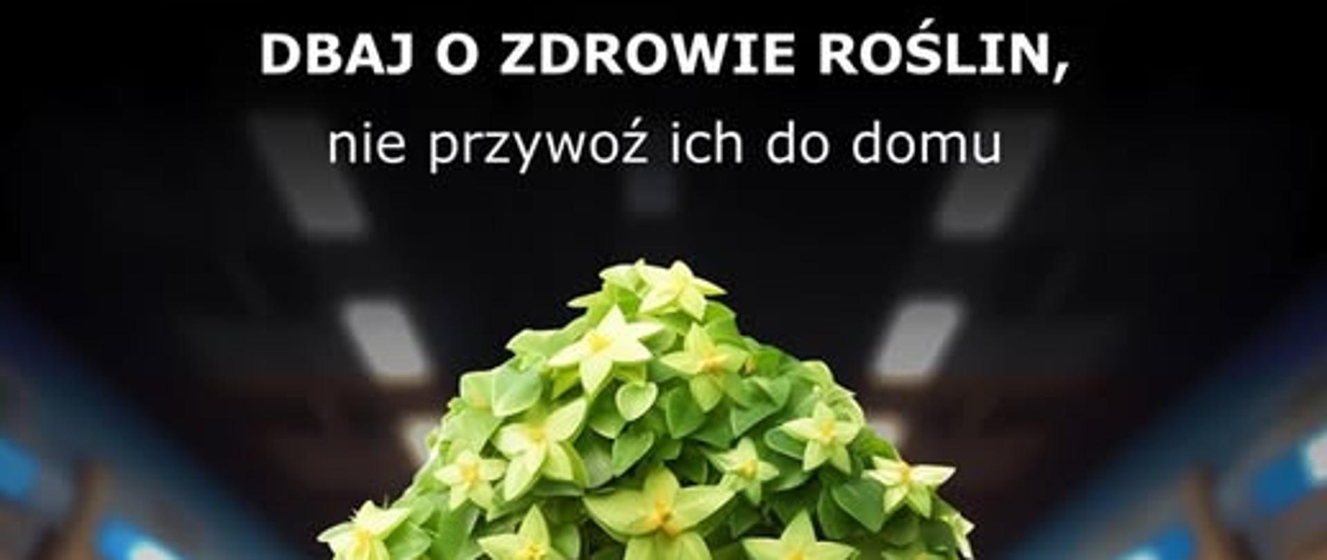 Dbaj o zdrowie roślin, nie przywoź ich do domu. Grafika z drzewkiem trzymającym ulotkę turystyczną.