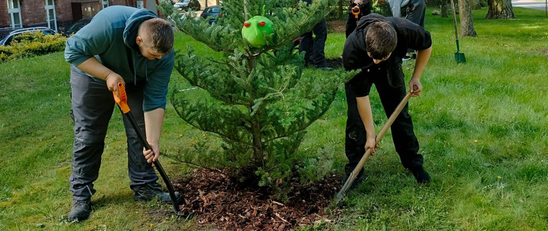 Dwóch mężczyzn kopie ziemię wokół podstawy dużego drzewa iglastego w zielonym, trawiastym terenie. Mężczyzna po lewej stronie ubrany jest w niebieską bluzę i ciemne spodnie, a w rękach trzyma łopatę. Mężczyzna po prawej stronie ma na sobie czarną koszulkę i ciemne spodnie, również posługując się łopatą. Na drzewie iglastym jest zielona maskotka z czerwonymi oczami, która obserwuje prace mężczyzn. Za drzewem widać dwie inne osoby, w tym jedną w czerwonej bluzie. W tle znajduję się budynek z cegły oraz wiele innych drzew liściastych, jak i iglastych.