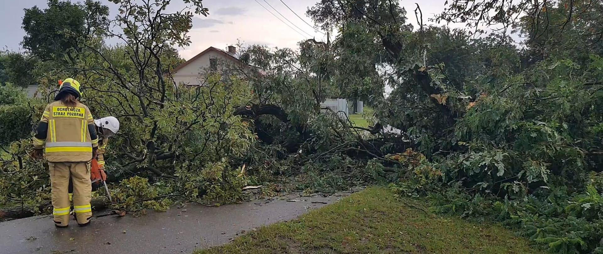 Powalone drzewo na jezdni