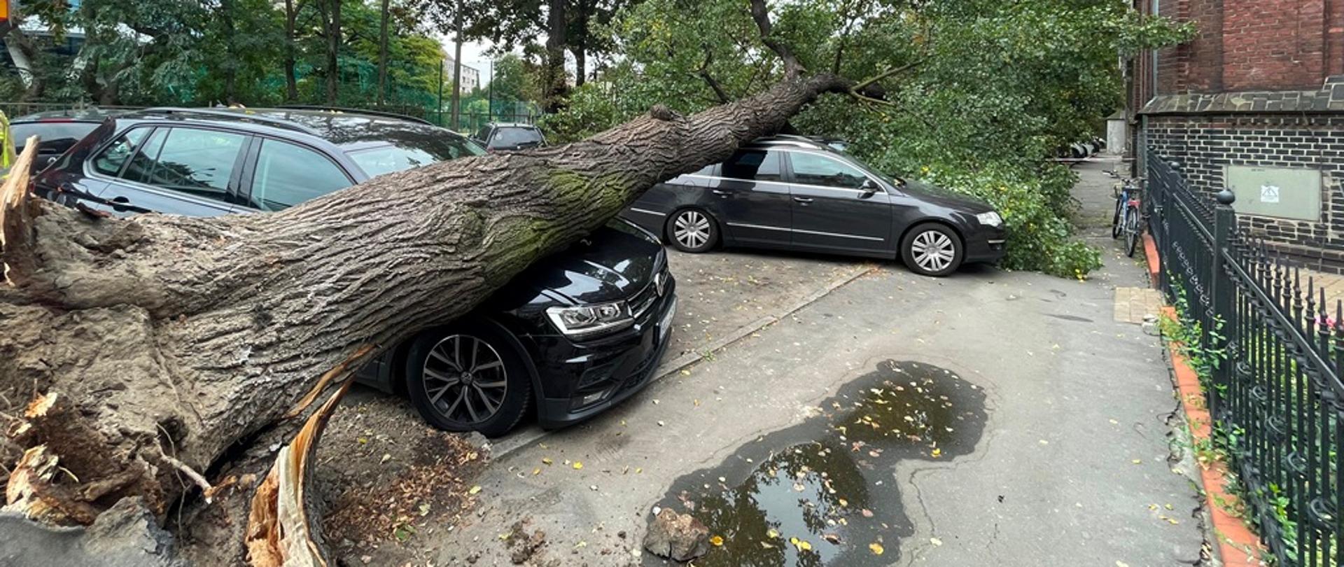 Drzewo na samochodach