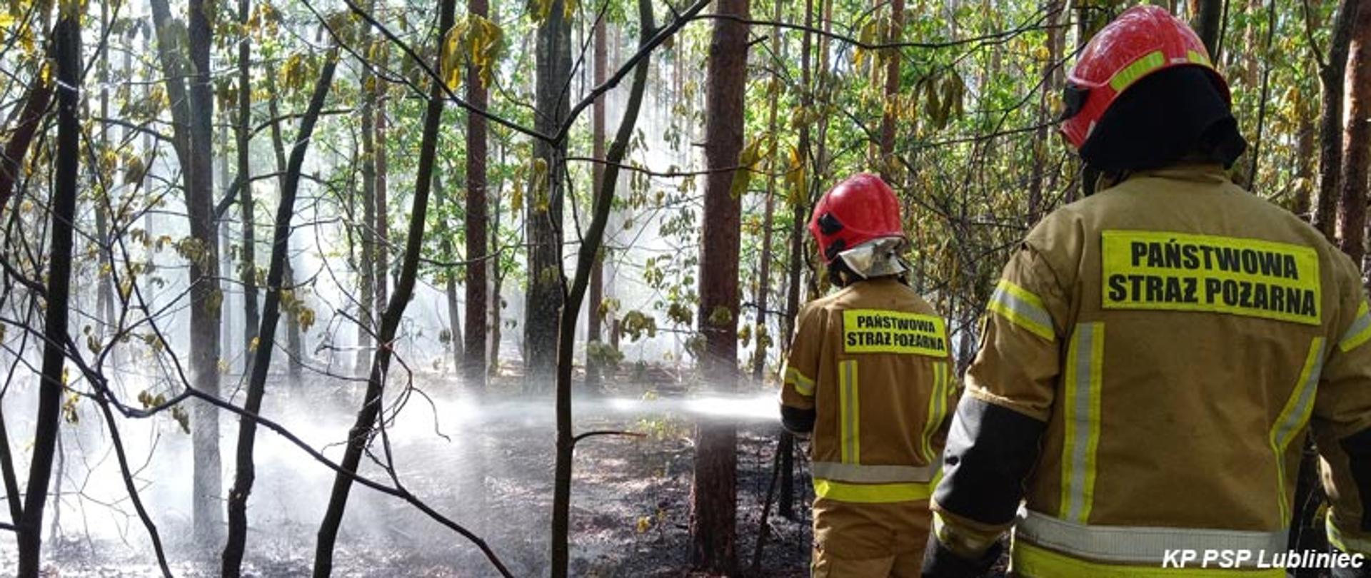 Spalona ściółka i poszycie lasu. Dwóch strażaków stojących pośród drzew, gasi pożar lasu za pomocą prądownicy wodnej.