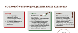 Ulotka programu Mały kleszcz, Duży problem? rysunek kleszcza oraz informacje dotyczące co zrobić w sytuacjach ukąszenia kleszcza oraz najczęstszych chorobach przenoszonych przez kleszcze