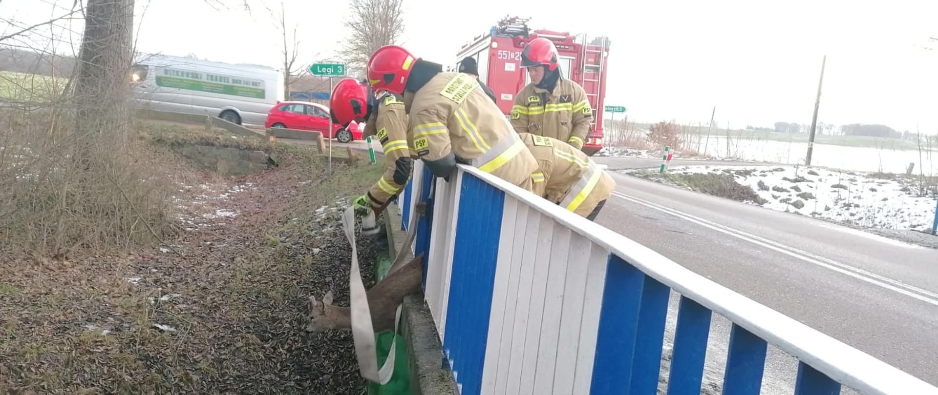 Zdjęcie przedstawia moment wydobycia zakleszczonej sarny w barierce koloru niebiesko-białym. Na zdjęciu widać czterech strażaków ubranych w piaskowe ubrania specjalne oraz czerwone hełmy strażackie. W tle widać białego busa, czerwony samochód osobowy, pojazd straży pożarnej. drzewo, pole oraz drogę. Zdjęcie zrobiono za dnia.