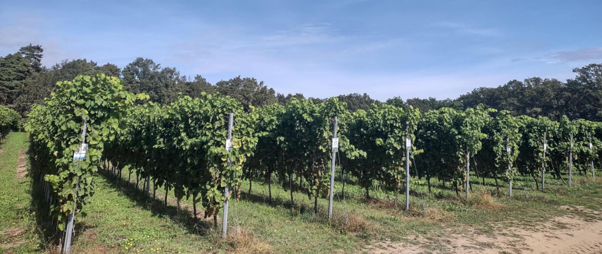 Winorośla rosnące w rzędach w winnicy