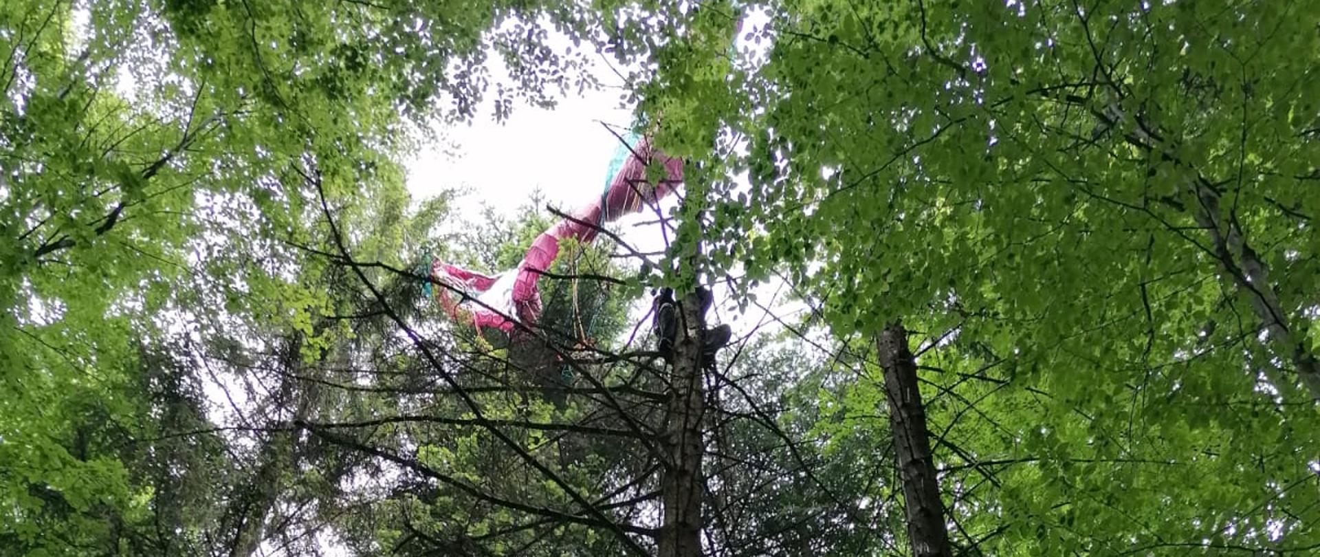 Paralotniarz zawieszony w konarach drzew