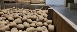 Zdjęcie przedstawiające magazyn z bulwami ziemniaka
