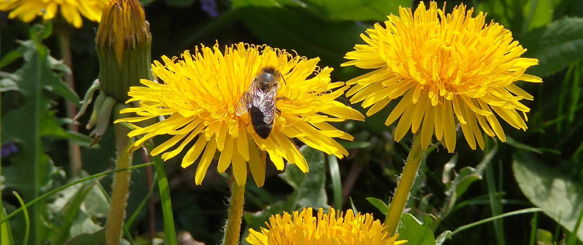 Na pierwszym planie pszczoła na kwiecie mniszka lekarskiego. W tle inne rośliny.