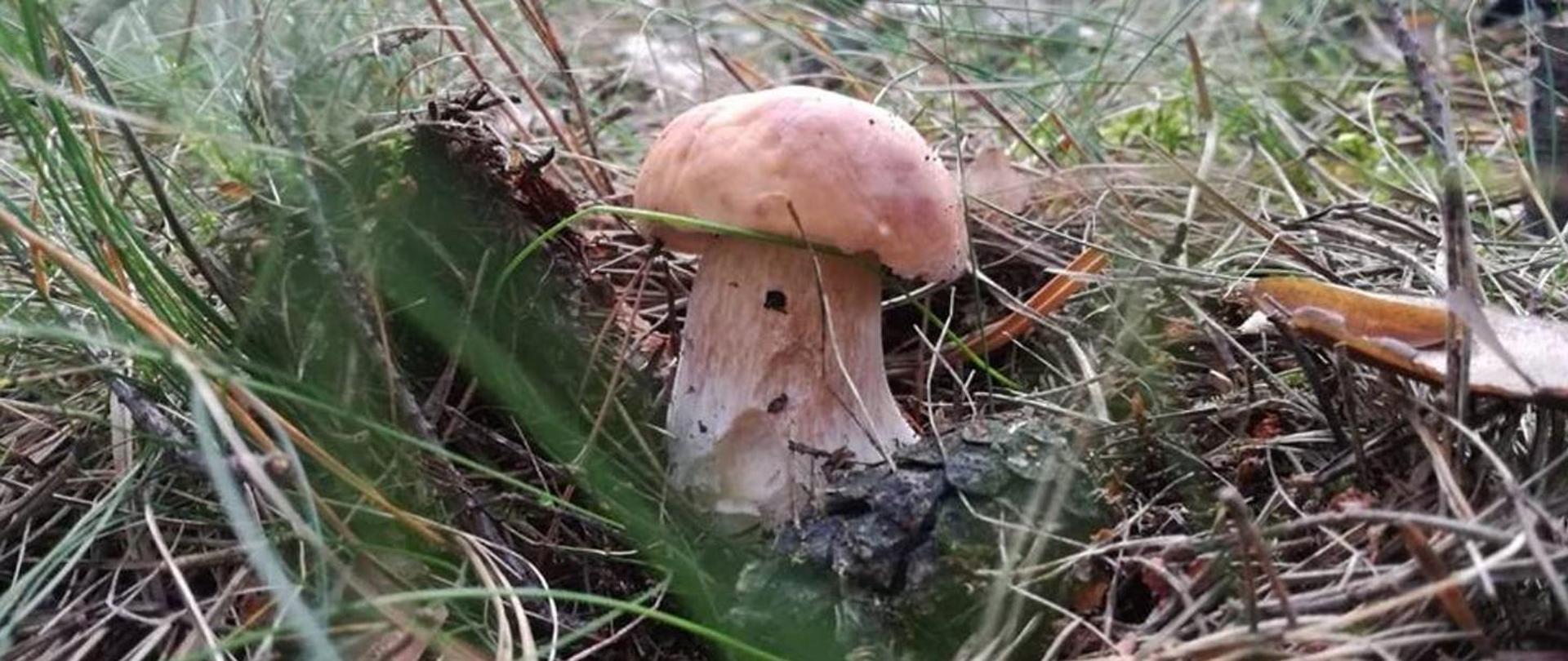 Bezpieczne grzybobranie