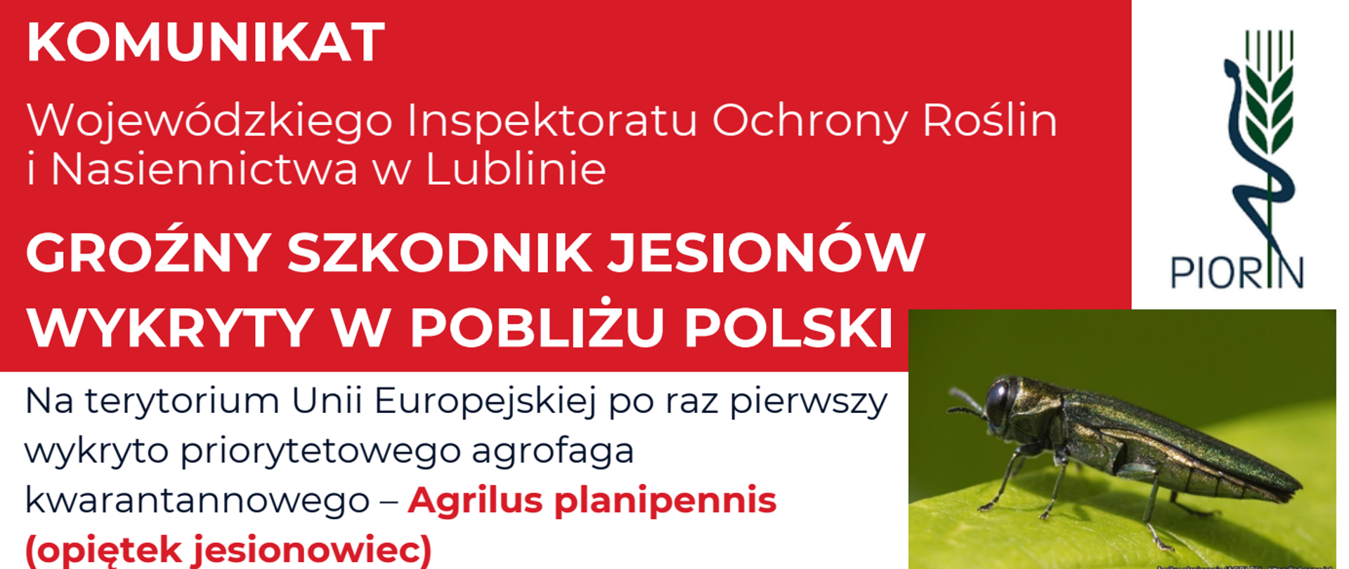 zdjęcie przedstawia szkodnika jesionów - komunikat PIORIN