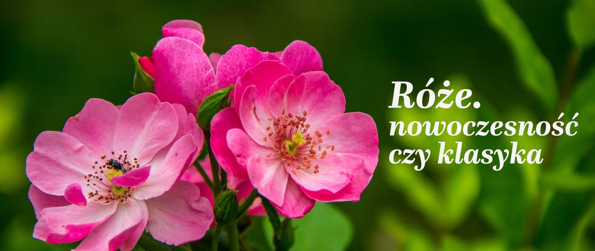 Na zdjęciu widoczne są różowe kwiaty róż na tle rozmytej zieleni ogrodu lub parku. Po lewej stronie kadru znajdują się duże, delikatne kwiaty o kilku odcieniach różu — od jasnego pastelowego po intensywną fuksję. Płatki są lekko falowane, a w środku kwiatów widać drobne pręciki. Jeden z kwiatów jest bardziej rozwinięty i skierowany w stronę obserwatora, inne tworzą gęstszy bukiet.
Tło jest miękko rozmyte, utrzymane w ciemnozielonych i jasnozielonych tonach, co sprawia, że kwiaty mocno się wyróżniają. Całość ma elegancki, spokojny i naturalny charakter.
Po prawej stronie zdjęcia umieszczono biały napis ozdobnym, lekko kursywnym krojem pisma:
„Róże. nowoczesność czy klasyka”.

