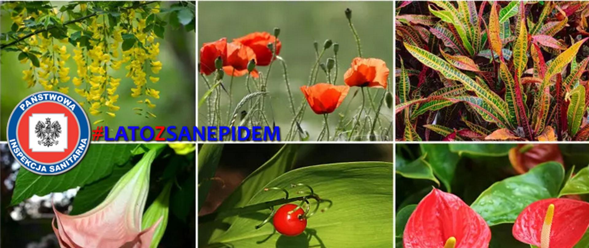 Te rośliny omijaj z daleka