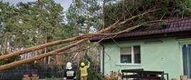 Strażacy dokonują oględzin drzewa leżącego na dachu budynku mieszkalnego w celu ustalenia planu działania przy jego usunięciu.