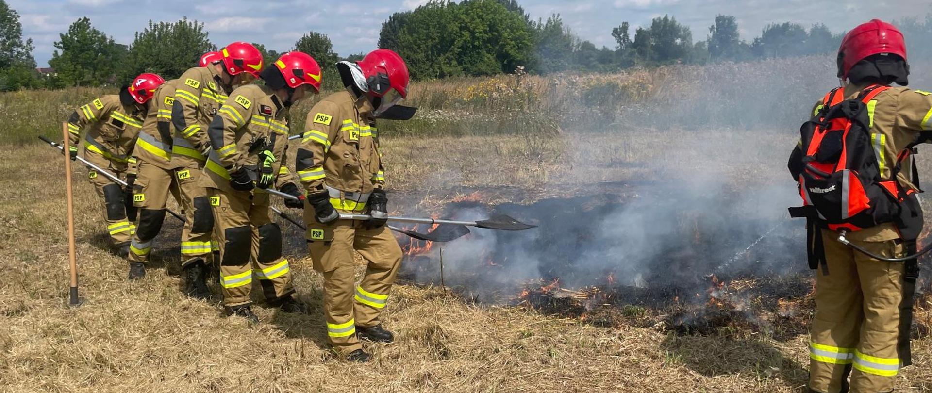 Sześciu strażaków w piaskowych mundurach bojowych i czerwonych hełmach gasi pożar traw na polu za pomocą tłumnic oraz hydronetki plecakowej.