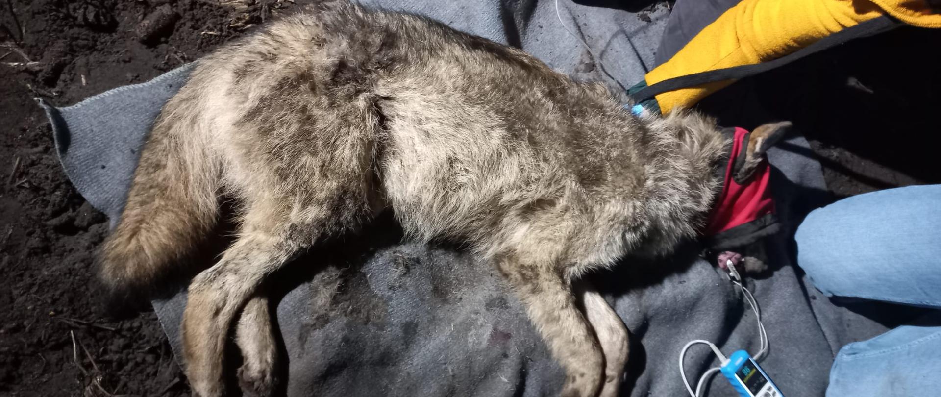 Uśpiony wilk po uwolnieniu z wnyków pod opieką specjalistów