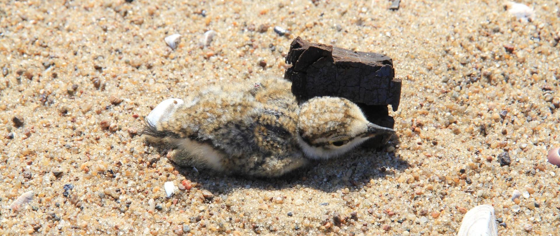 Dolina Dolnej Wisły - pisklak na piasku