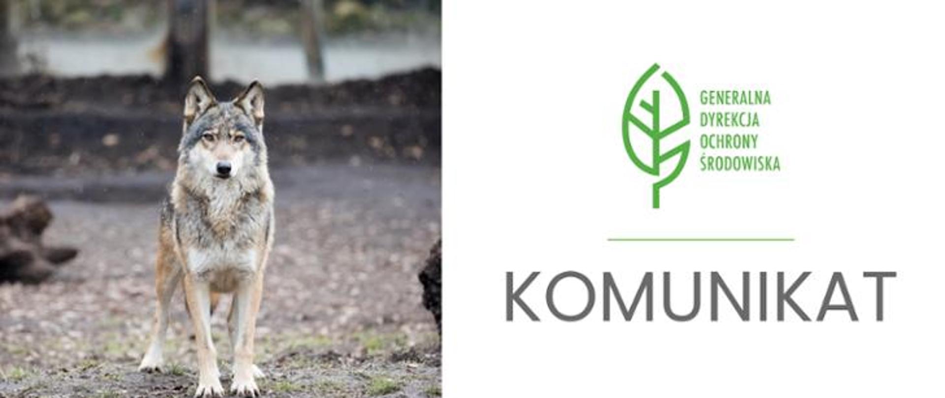 Grafika przedzielona jest na dwie części. Po lewej stronie znajduje się zdjęcie wilka. Po prawej stronie logo Generalnej Dyrekcji Ochrony Środowiska (zielony liść) a pod spodem napis: "KOMUNIKAT"