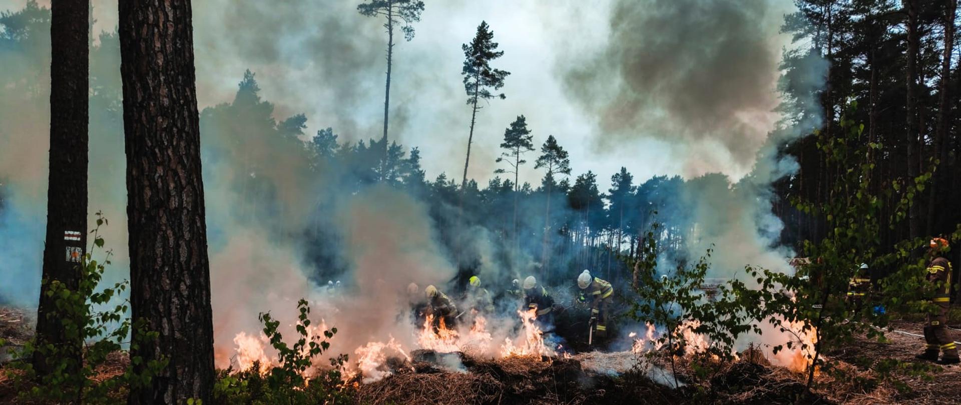 Ćwiczenia ratowniczo-gaśnicze w Nadleśnictwie Antonin