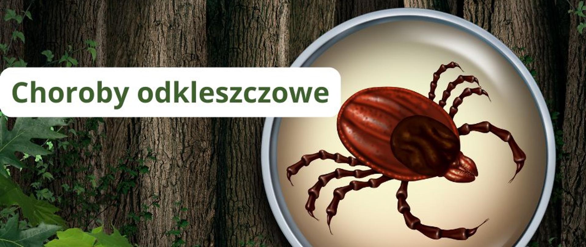 Choroby_odkleszczowe