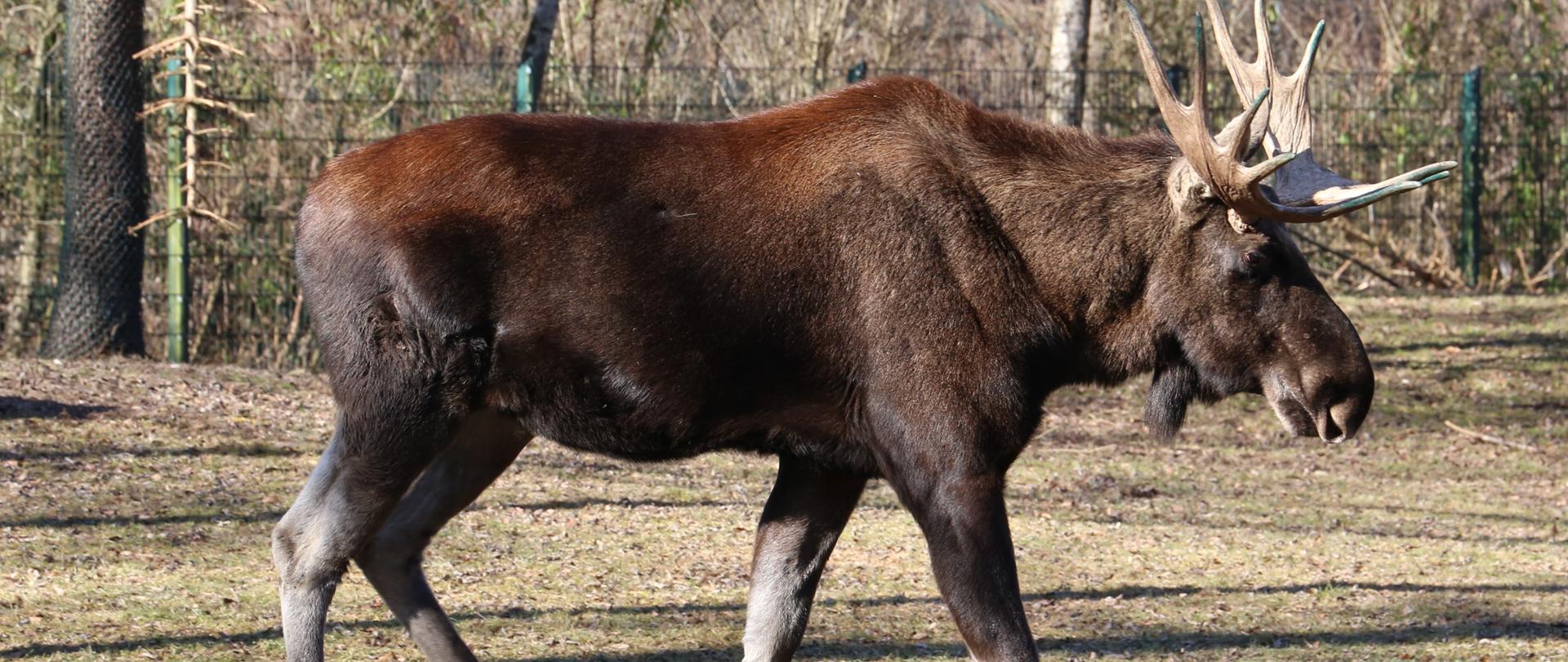 Łoś euroazjatycki (Alces alces), Hellabrunn Zoo, Monachium