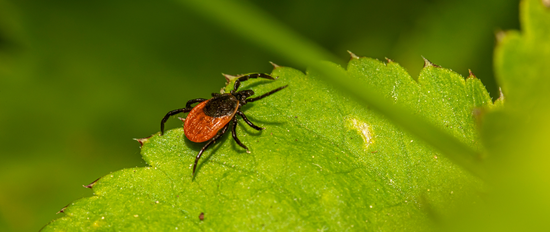 Zdjęcie przedstawia kleszcza siedzącego na zielonym liściu.