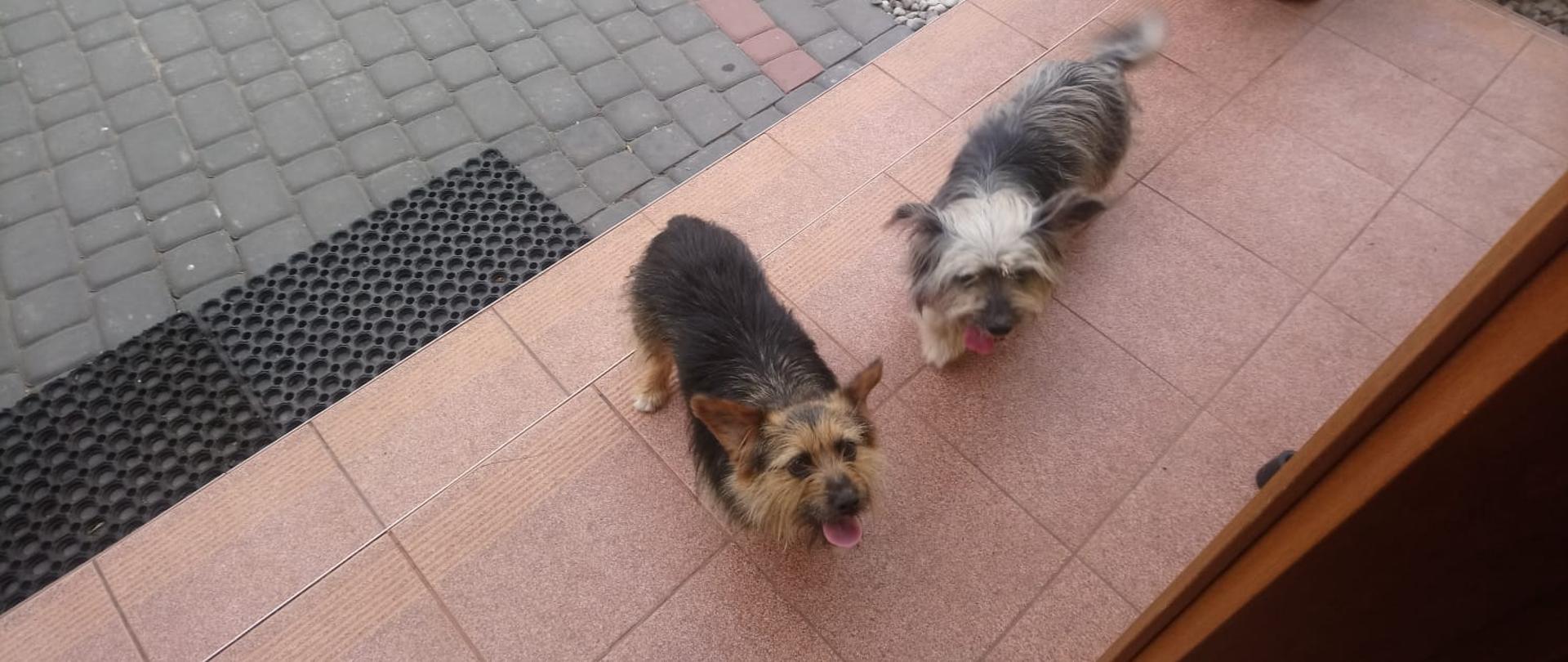 baner promujący pomoc zwierzakom