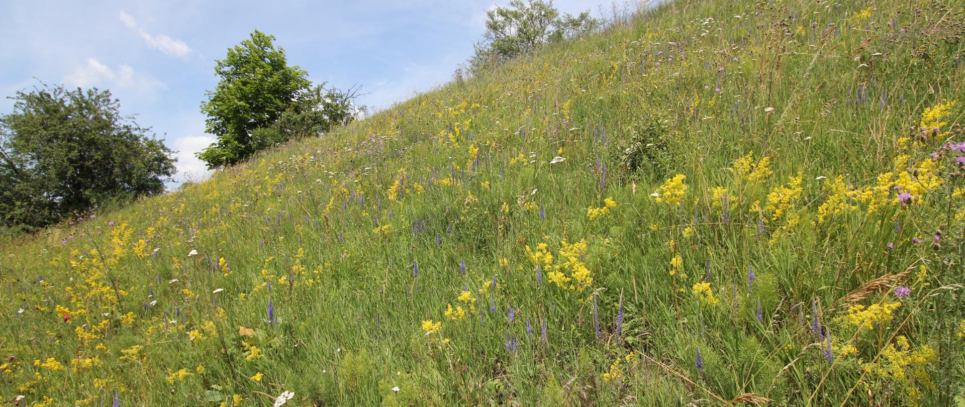 kolorowe kwiaty na murawie, na wzgórzu 