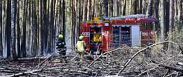 Pożar lasu Czapliniec