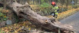 Na zdjęciu widnieje powalone drzewo dużych rozmiarów, które częściowo znajduje się na jezdni. Za drzewem stoi strażak, który ubrany jest w ubranie specjalne, a w rękach trzyma pilarkę łańcuchową. Za strażakiem znajdują się drzewa, które tworzą lasek.