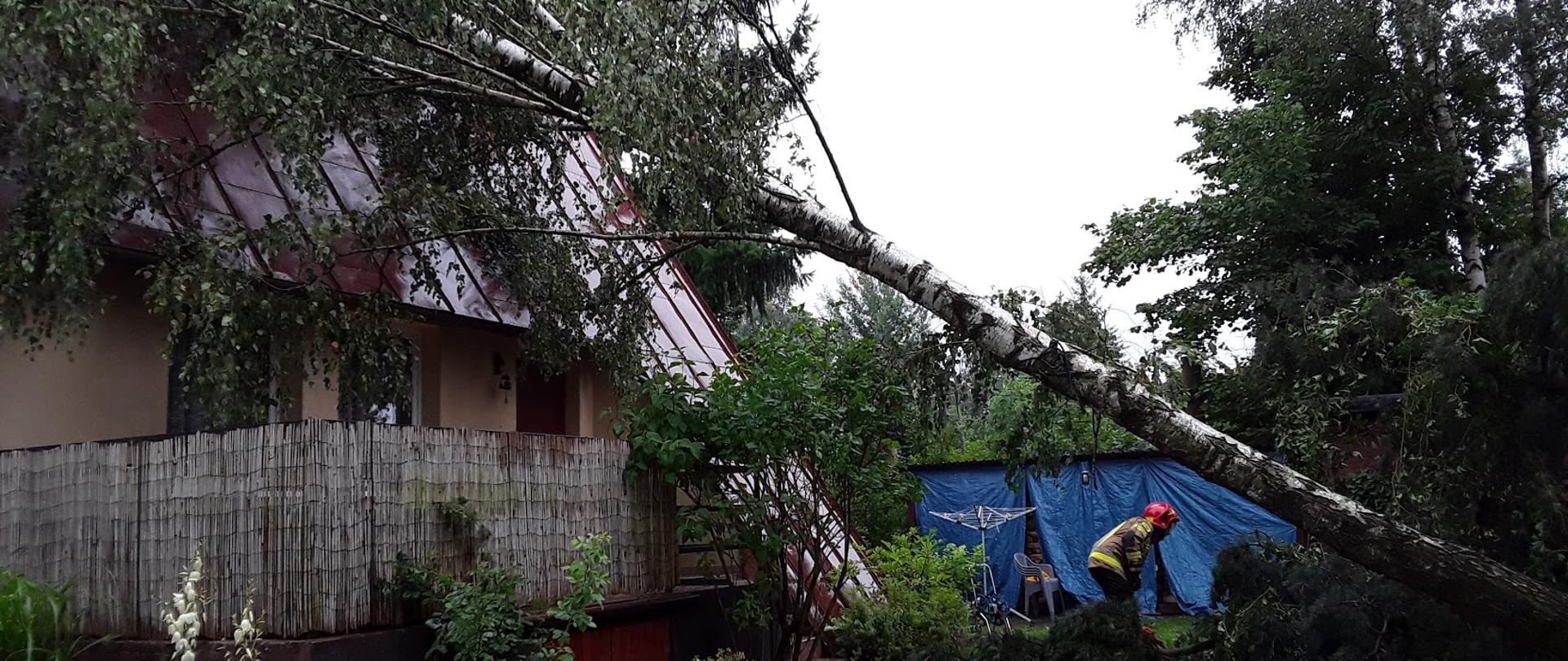 zdjęcie przedstawia powalone drzewo - brzozę na budynek mieszkalny. między budynkiem a drzewem widoczny jest strażak tnący drzewo pilarką. 