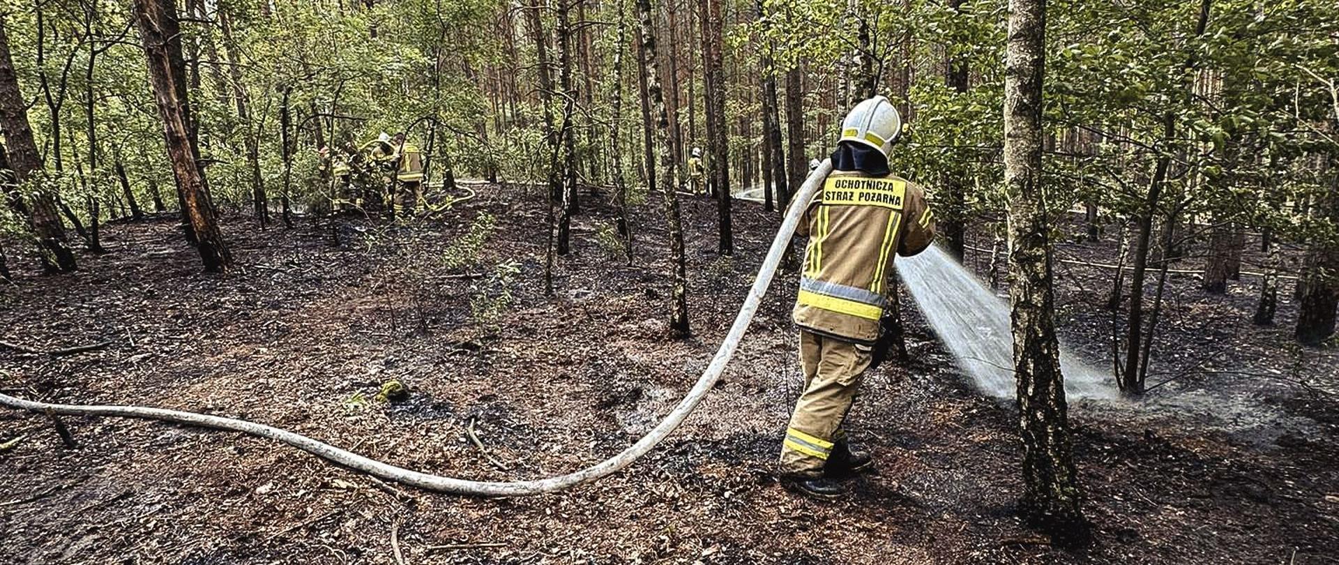 Strażak przelewa pogorzelisko poszycia leśnego.