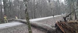 W lesie w poprzek drogi leży powalone drzewo. Drzewo zostało wyrwane z korzeniami W oddali dwóch strażaków przecina drzewo.