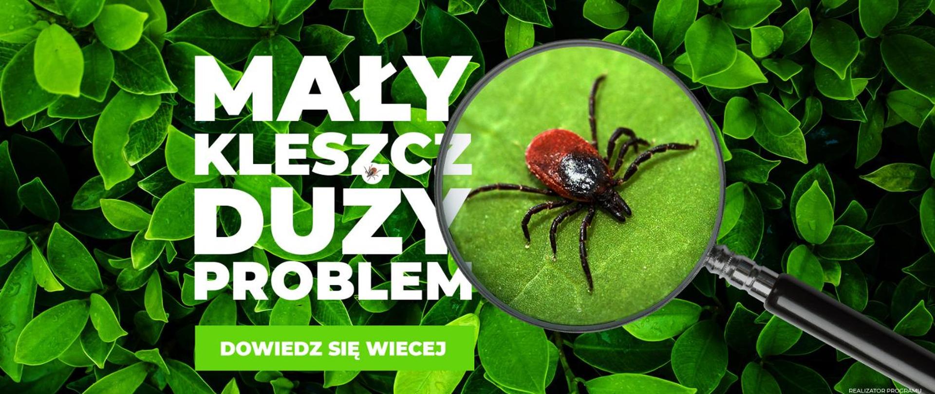 Zielone rośliny, kleszcz powiększony lupą