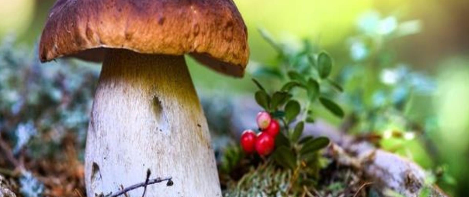 Sprawdź swoje grzyby - Dyżury klasyfikatorów grzybów w PSSE w Kole