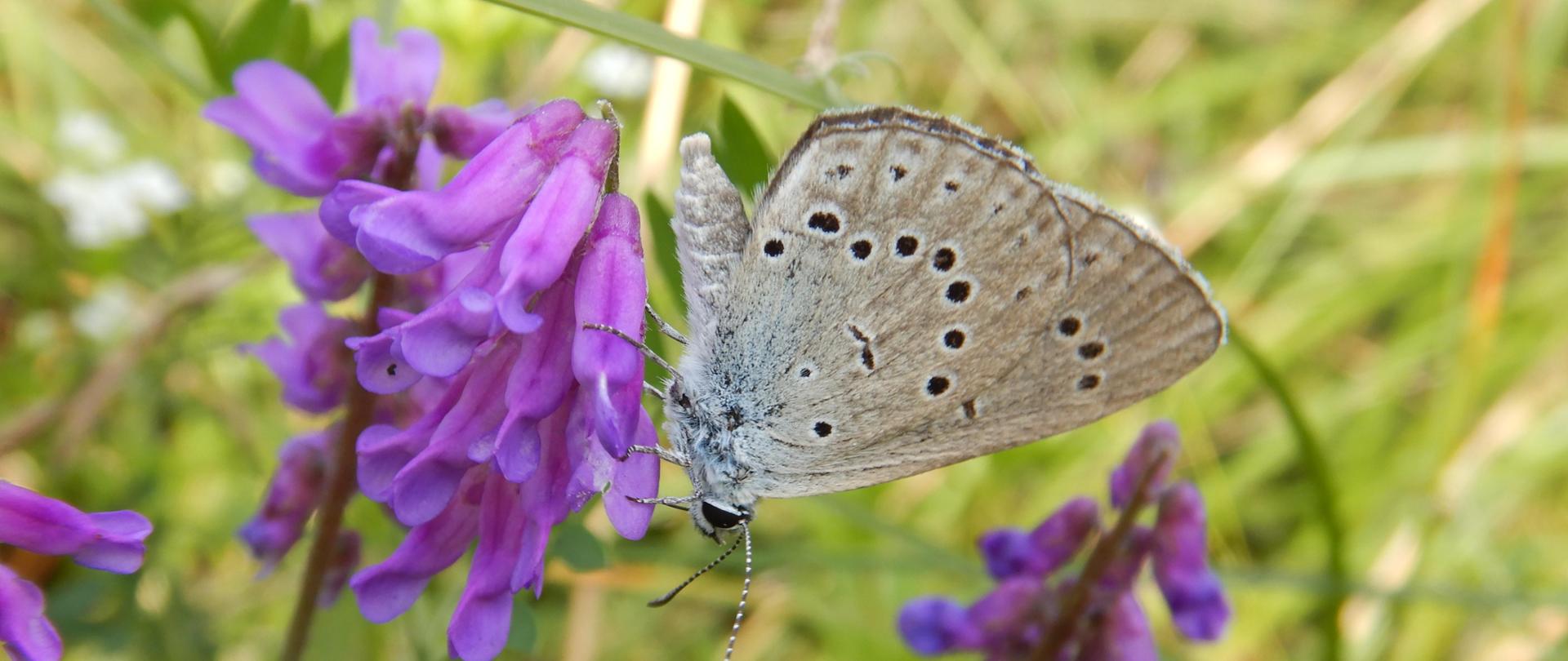 motyl z gatunku modraszek telejus na łące