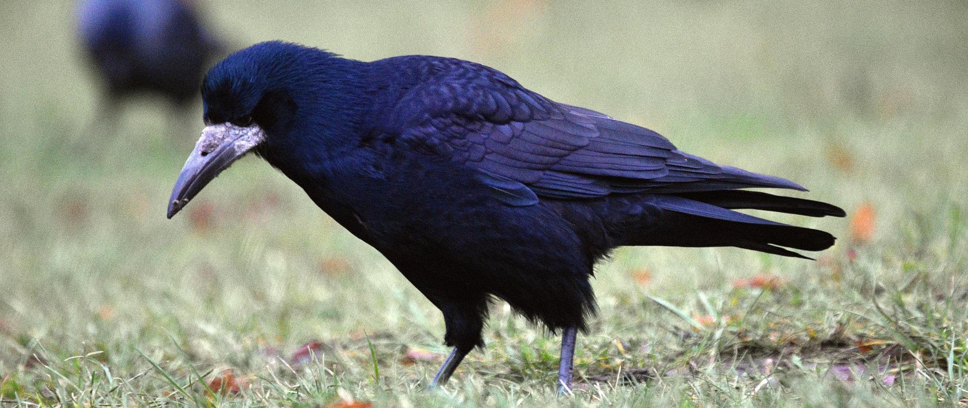 Czarny ptak na trawniku, w tle zamazany drugi osobnik 