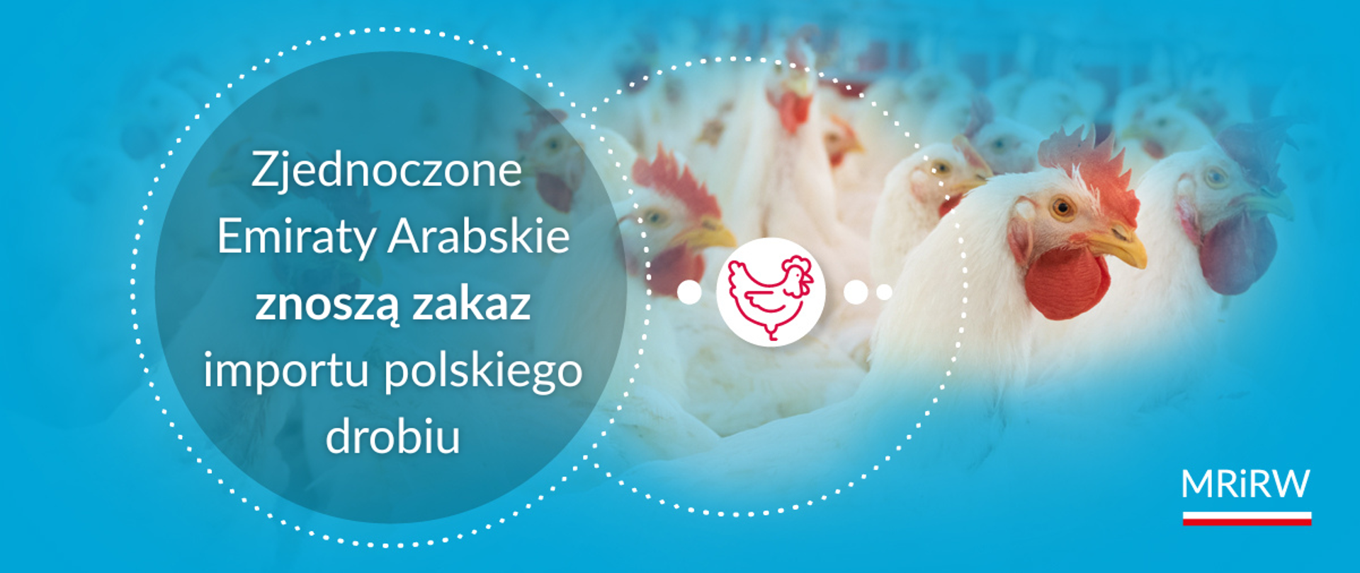 Polski drób znów na stołach ZEA – zakaz importu zniesiony