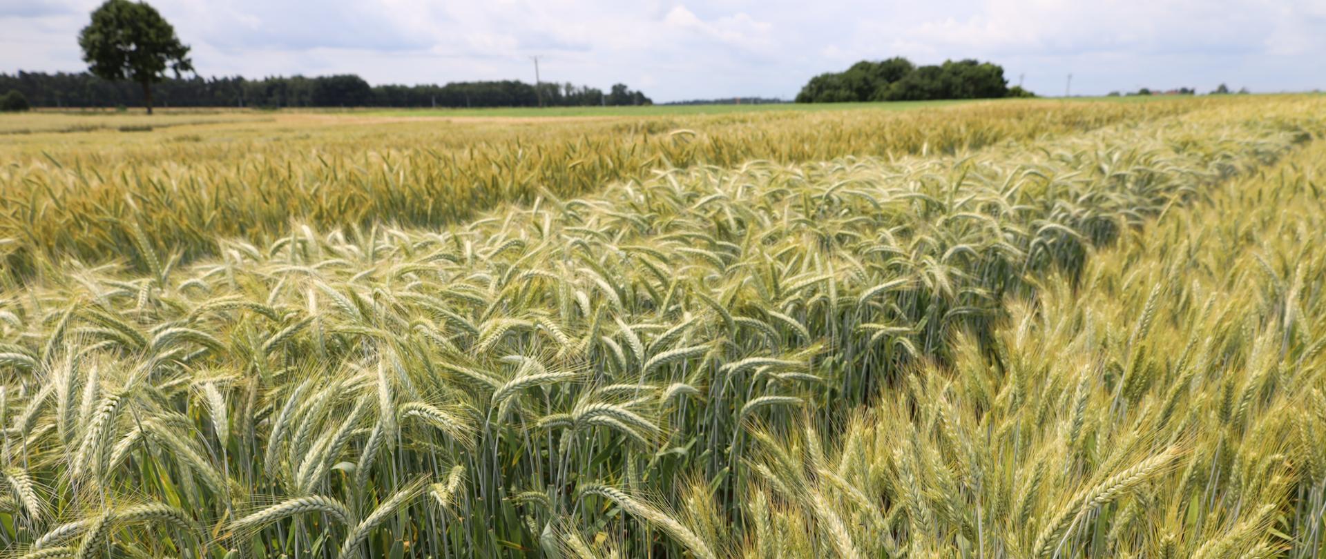 Pole uprawne, zboża, pejzaż