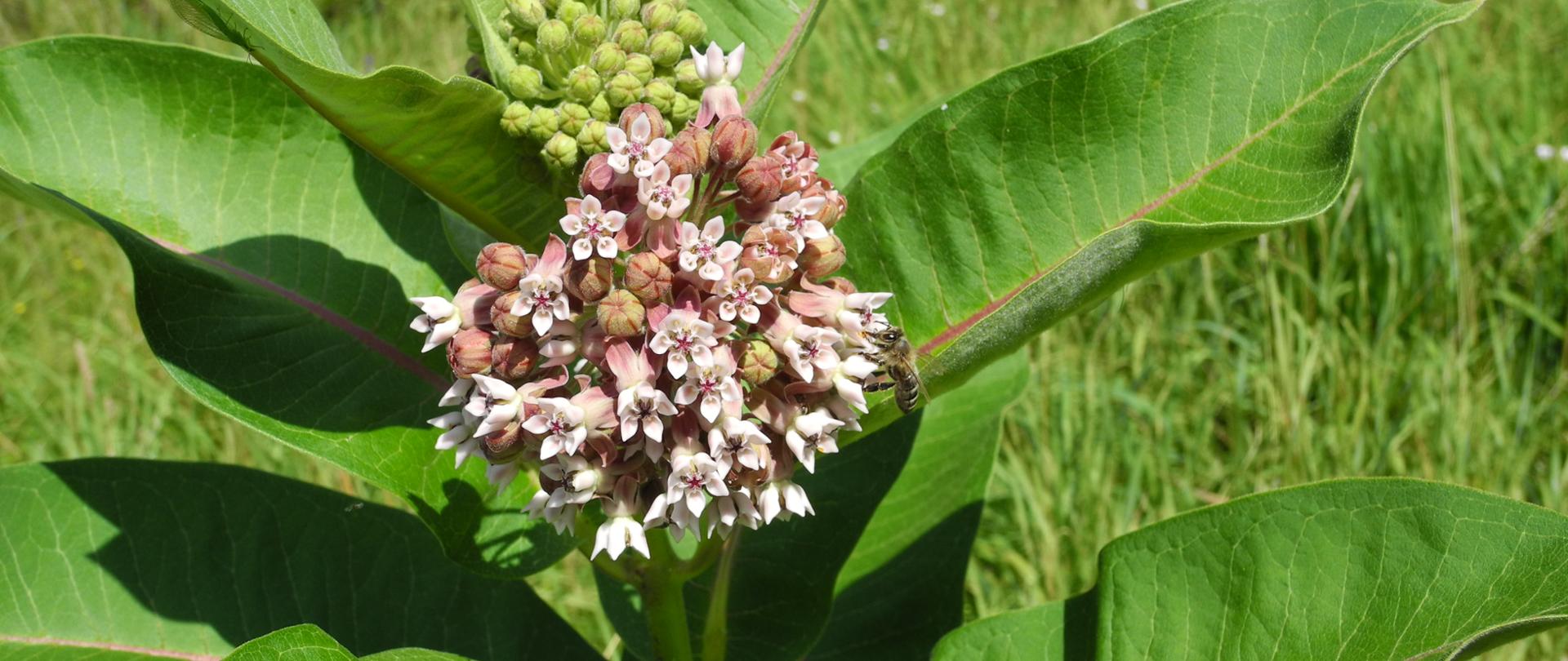 Na zdjęciu trojeść amerykańska posiada liczne bladoróżowe kwiaty zebrane w jeden kwiatostan, wokół duże zielone liście 