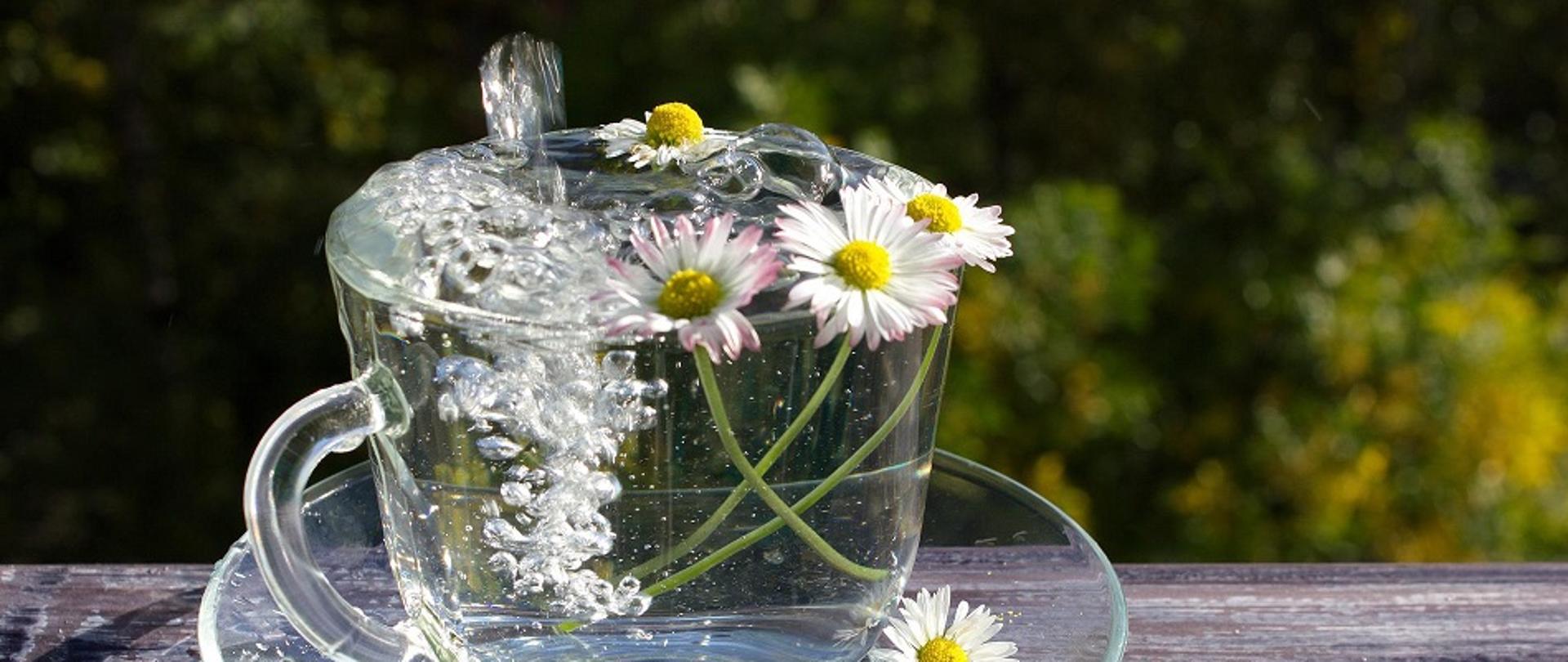 Przezroczysta filiżanka na spodku, napełniana strumieniem wody, stojąca na stole na tle zieleni na zewnątrz, w której zamoczone są zerwane stokrotki. 