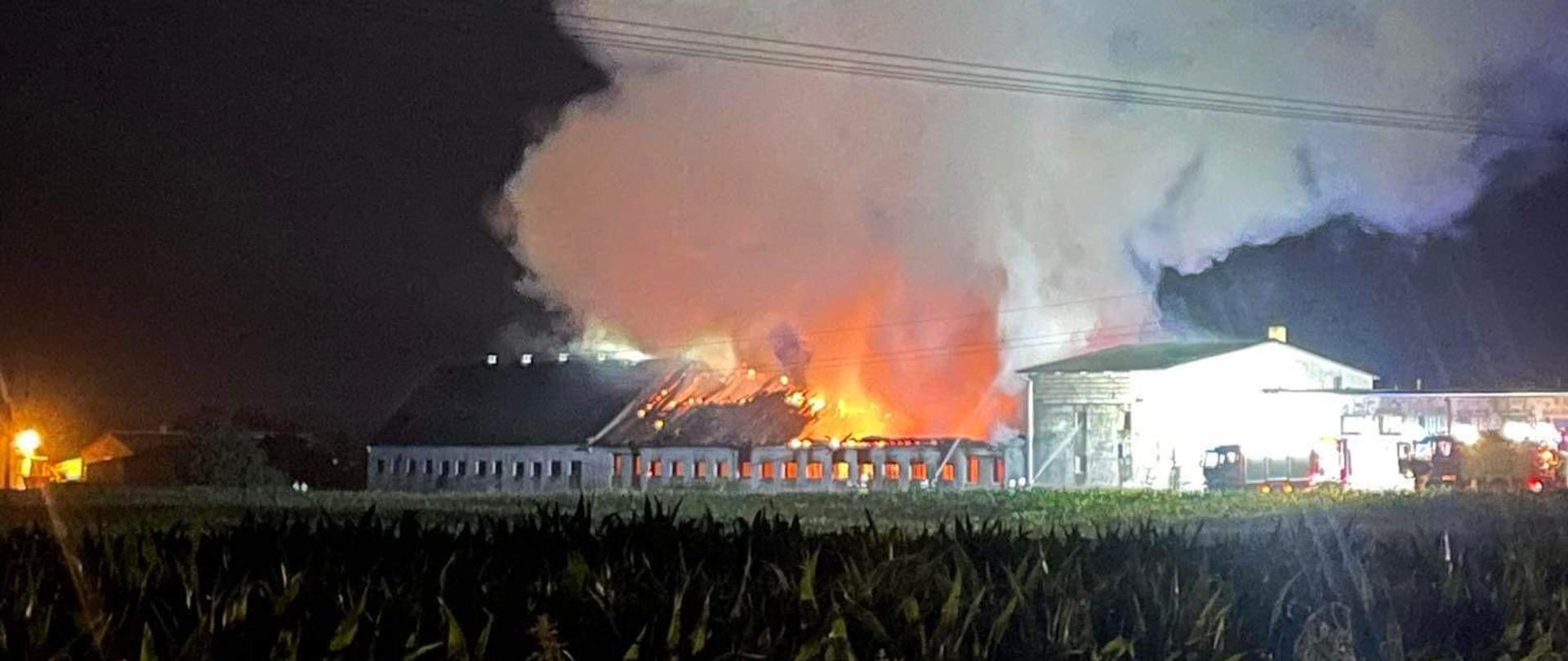 Zdjęcie przedstawia akcje gaśniczą kompleksu budynków inwentarskich.