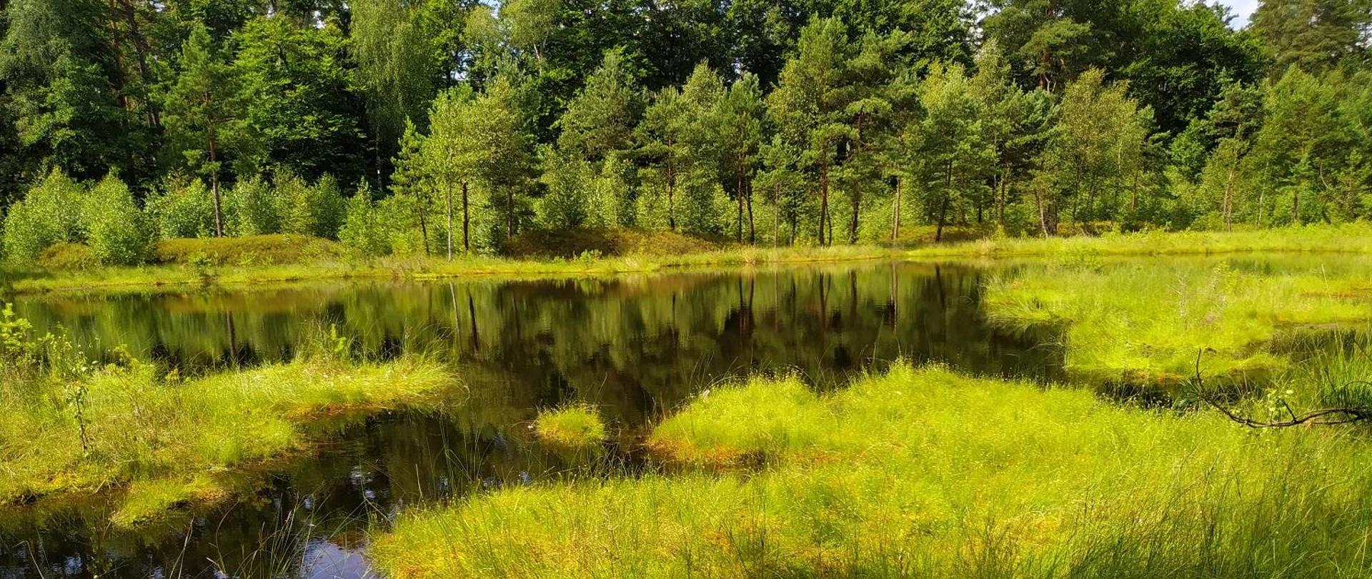 Podmokły teren, w środkowej części zdjęcia zbiornik wodny, w tle las.