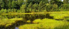 Podmokły teren, w środkowej części zdjęcia zbiornik wodny, w tle las.