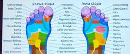 Plakat z kolorową stopą prawą i lewą, na których zaznaczone są receptory poszczególnych narządów.