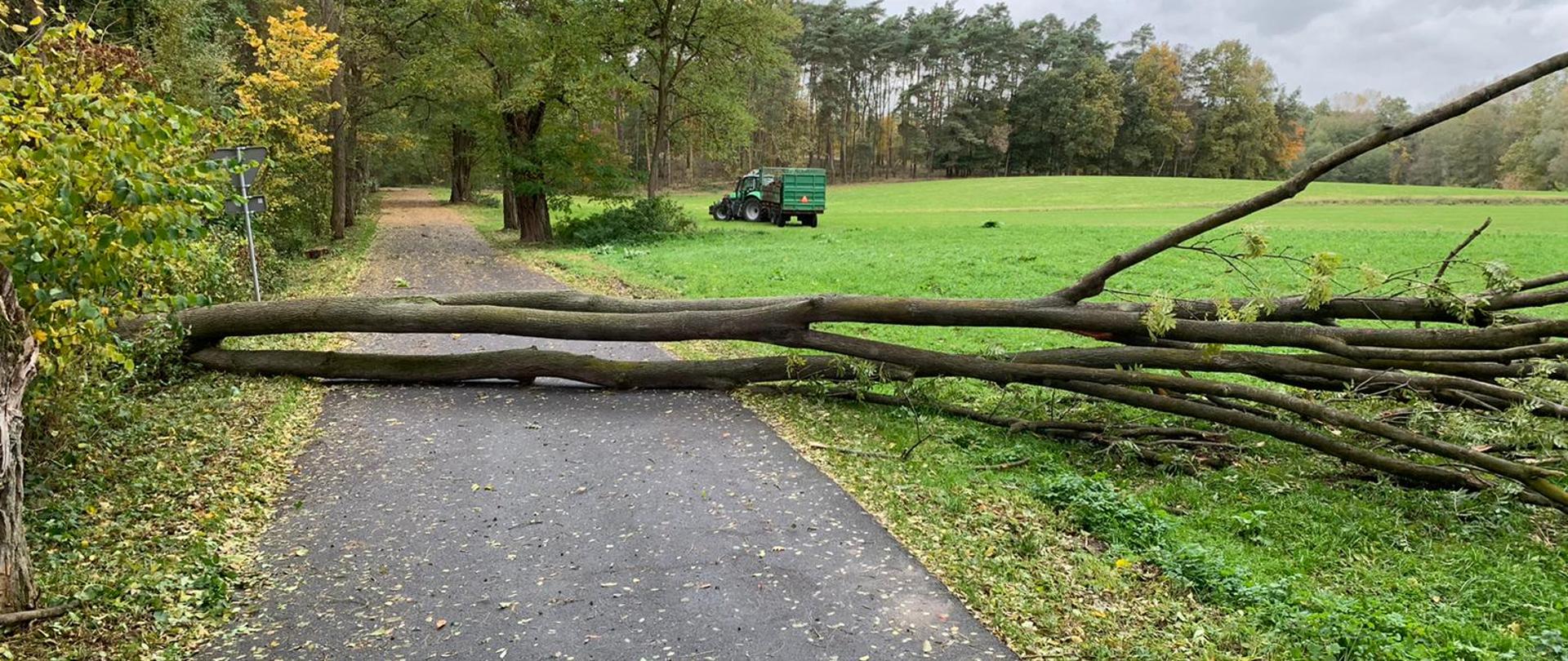 Zdjęcie przedstawia powalone drzewo na jezdnię, które tarasuje przejazd pojazdów.