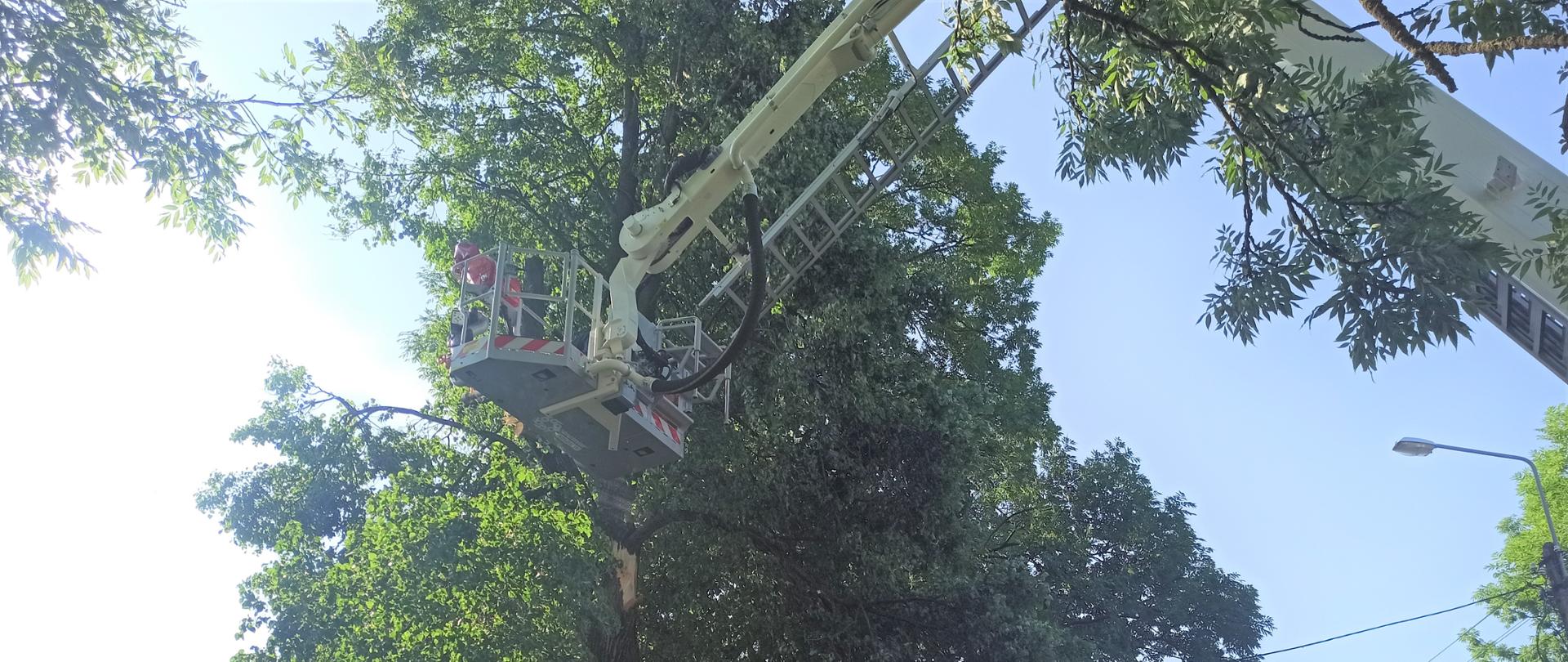 na zdjęciu widać SHD i GBA OSP w trakcie ścinania konarów drzew