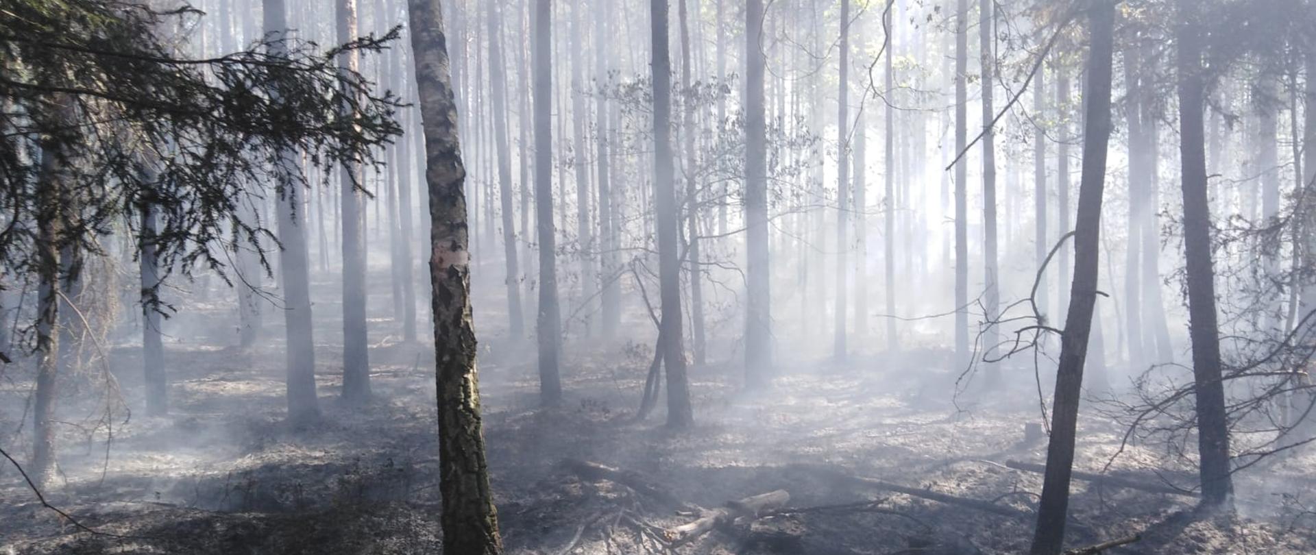 Drzewa w lesie. Pomiędzy drzewami unosi się dym. Na ziemi leżą spalone drzewa i popiół.