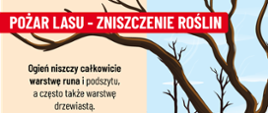 Pożary lasów