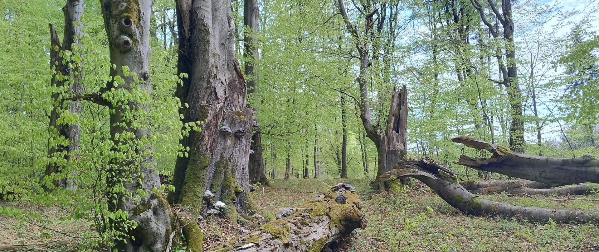 Naturalny fragment lasu liściastego w projektowanym rezerwacie przyrody Źródliska Wisłoki.