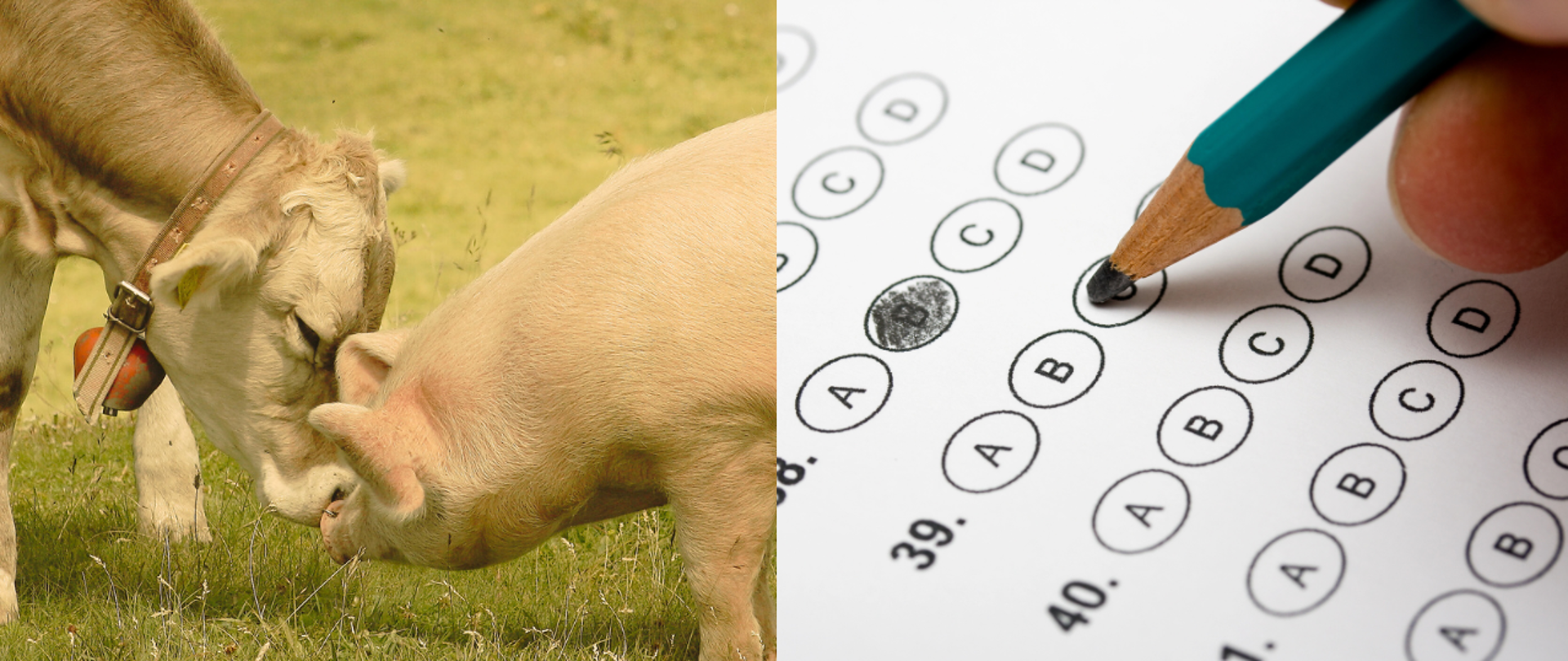Po lewej stronie zdjęcie z krową i świnią, po prawej test egzaminacyjny, ręka i ołówek